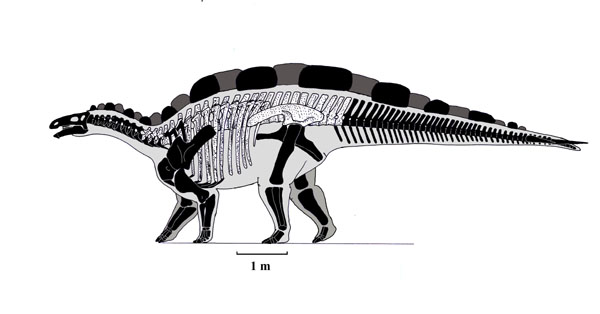 Wuerhosaurus Skeleton 2+ Hundred Wuerhosaurus Royalty Free Images,